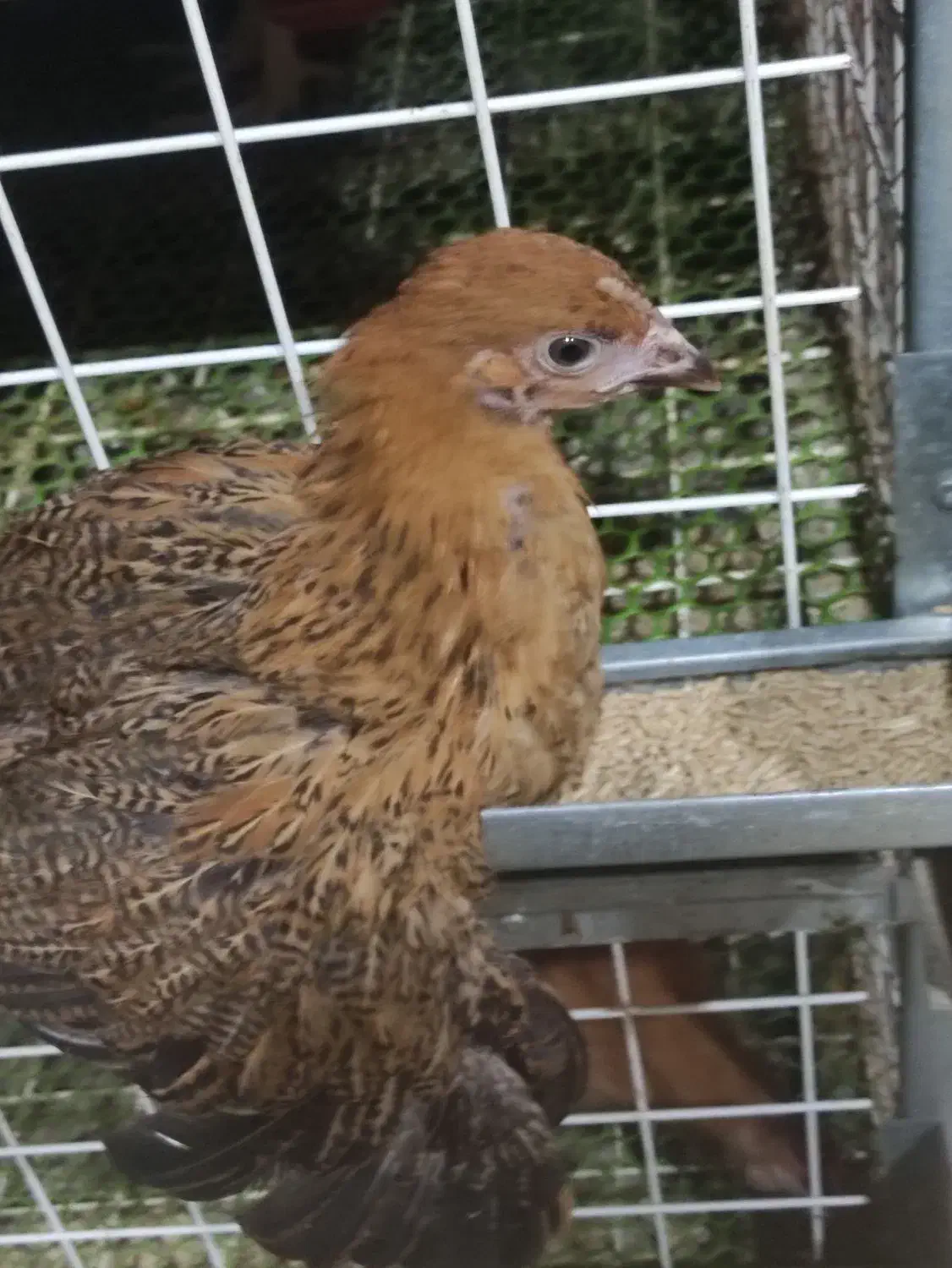 نمیچه مرغ و خروس سانپارس|حیوانات مزرعه|رشت, حومه رشت|دیوار