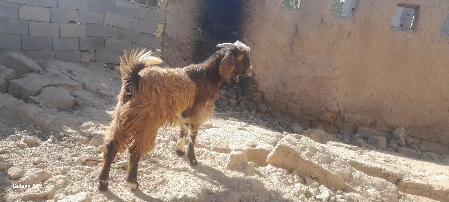 کهره نر|حیوانات مزرعه|زرین دشت (فارس), |دیوار