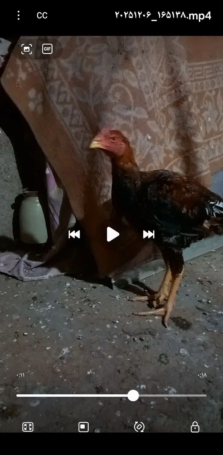 جوجه لاری|حیوانات مزرعه|نیشابور, دربقاضی|دیوار