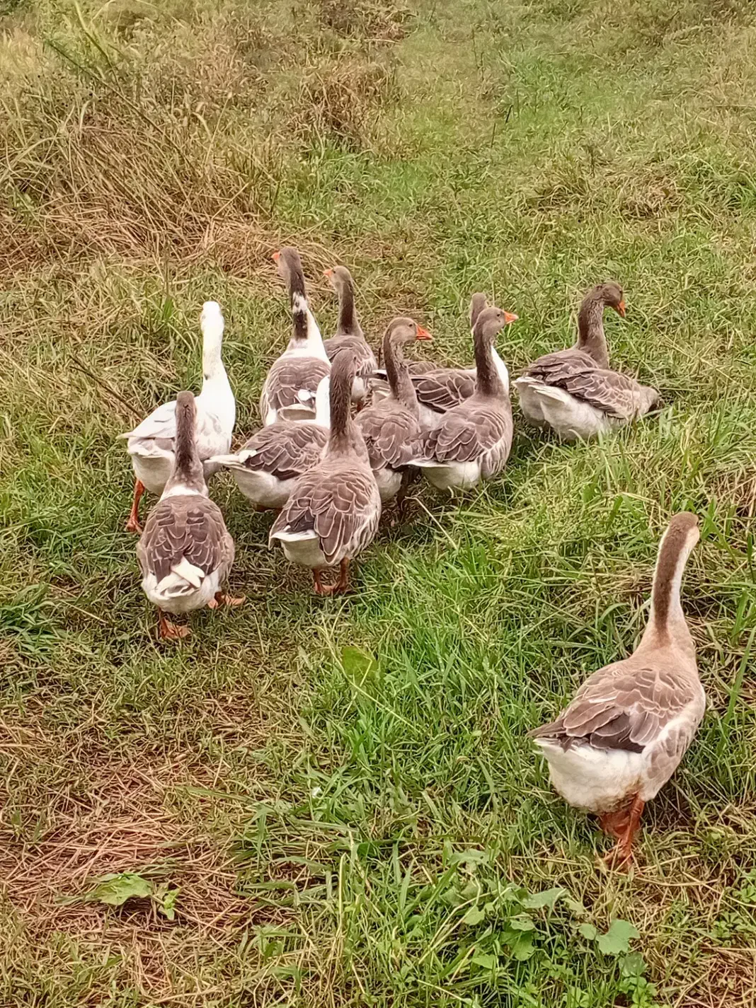 حیواناتِ مزرعه|حیوانات مزرعه|سیاهکل, |دیوار