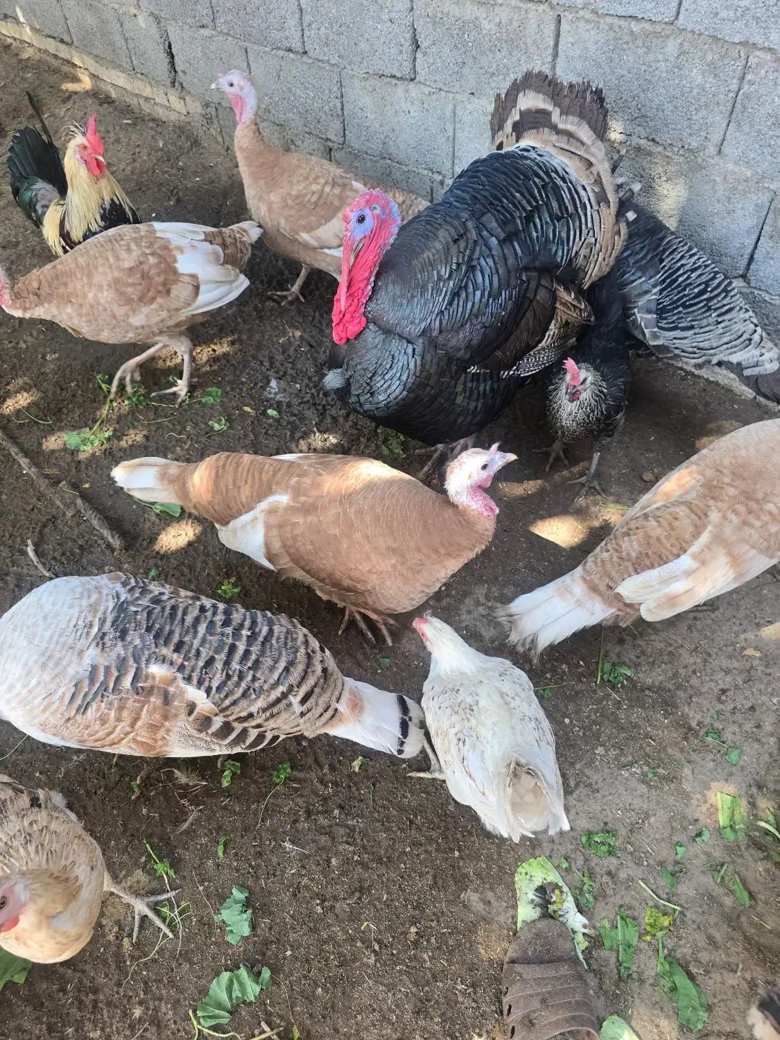 بوقلمون های نر و ماده|حیوانات مزرعه|آبپخش, |دیوار