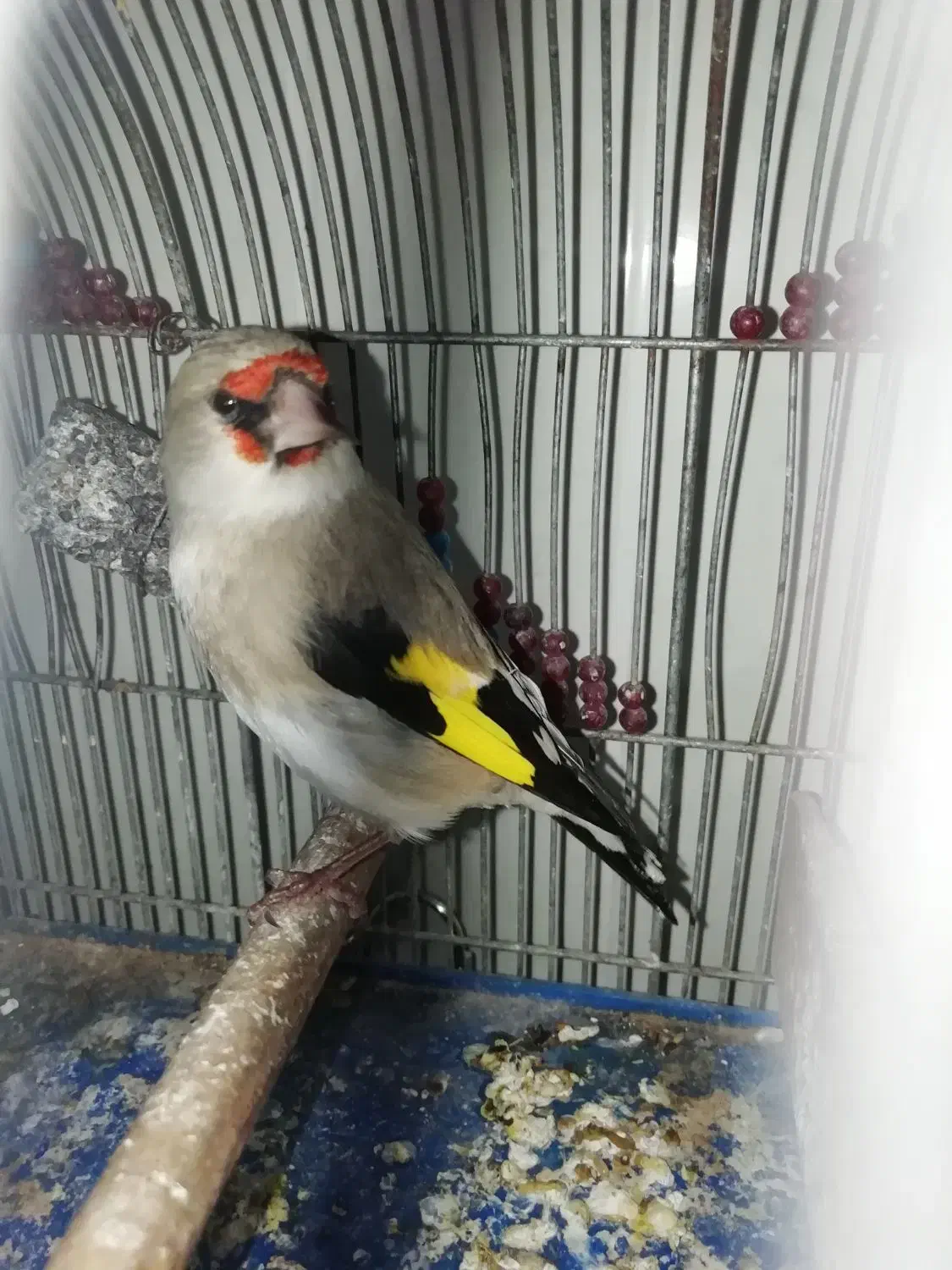 سهره کرمونی|پرنده|شهر بابک, |دیوار