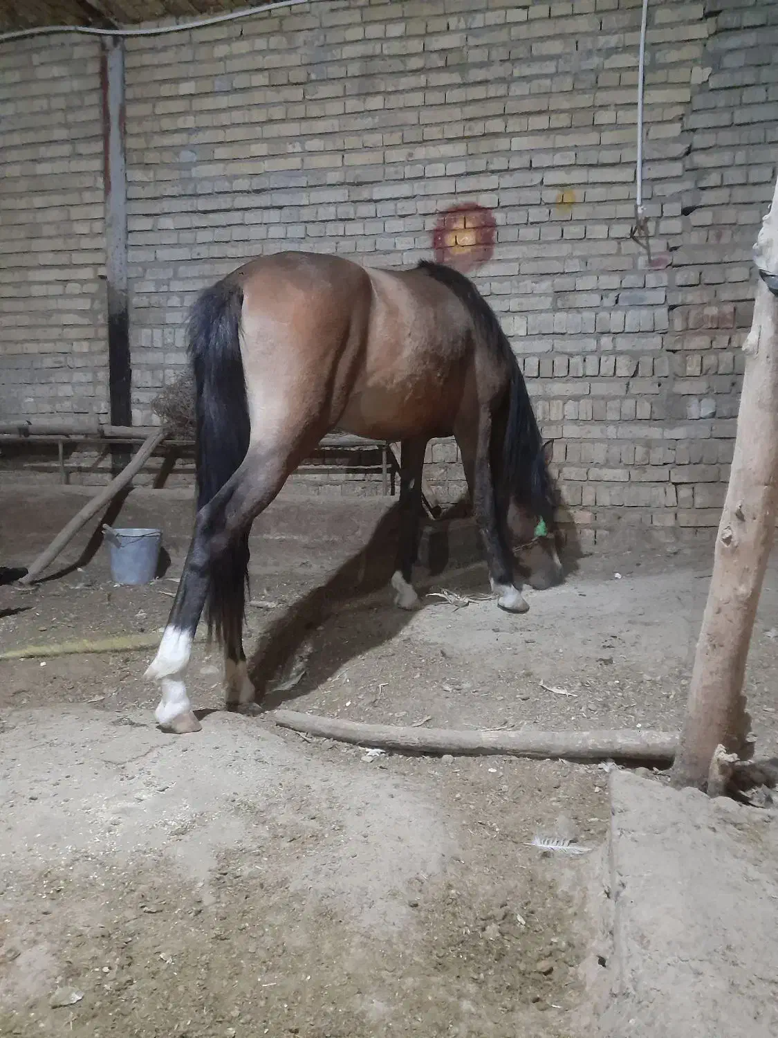 کره مادیان|اسب و تجهیزات اسب‌سواری|ملایر, |دیوار