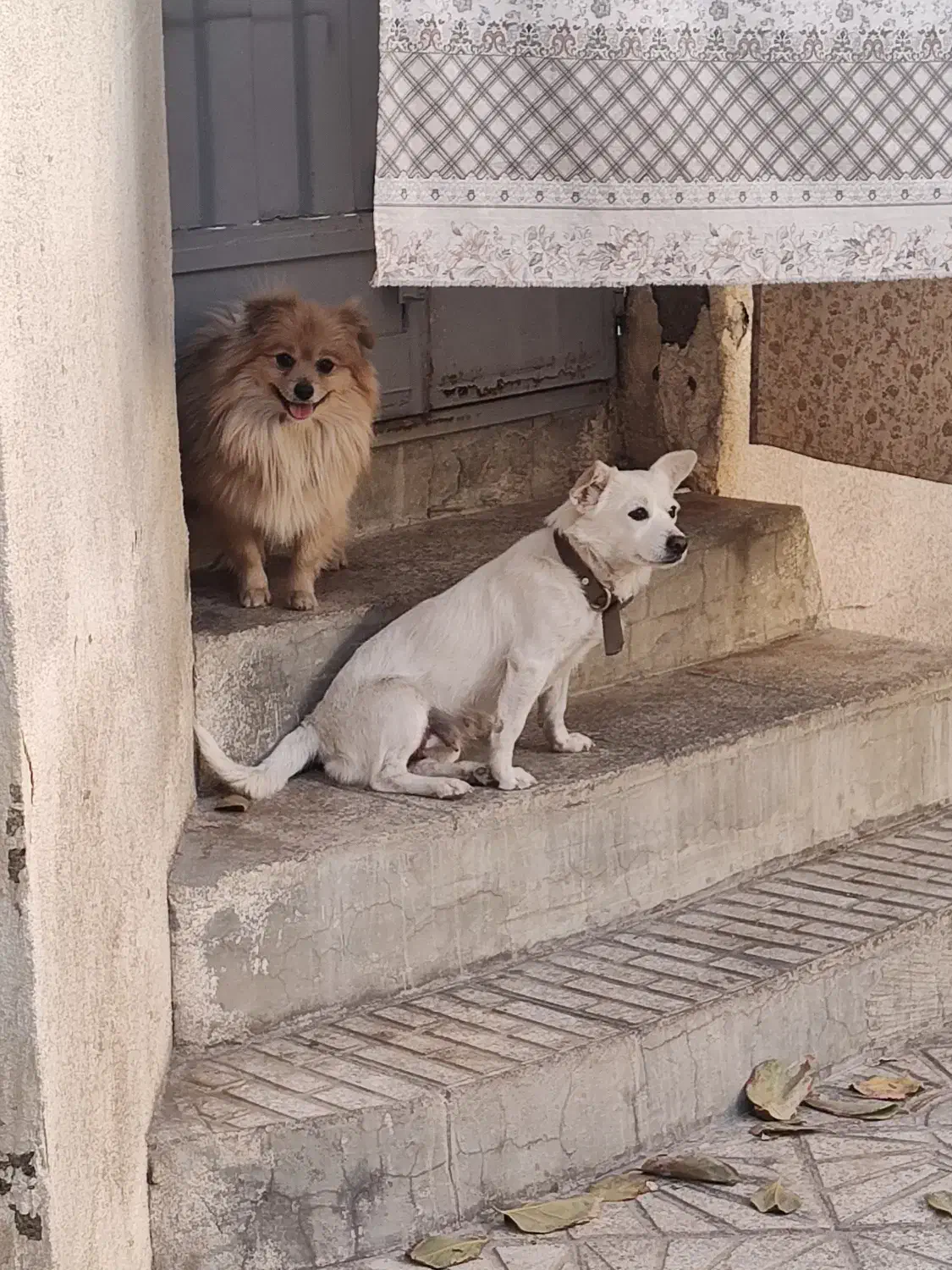 اشپیتز سفید * واگذار به شخصی دلسوز و مهربان|سگ|پیر بکران, |دیوار