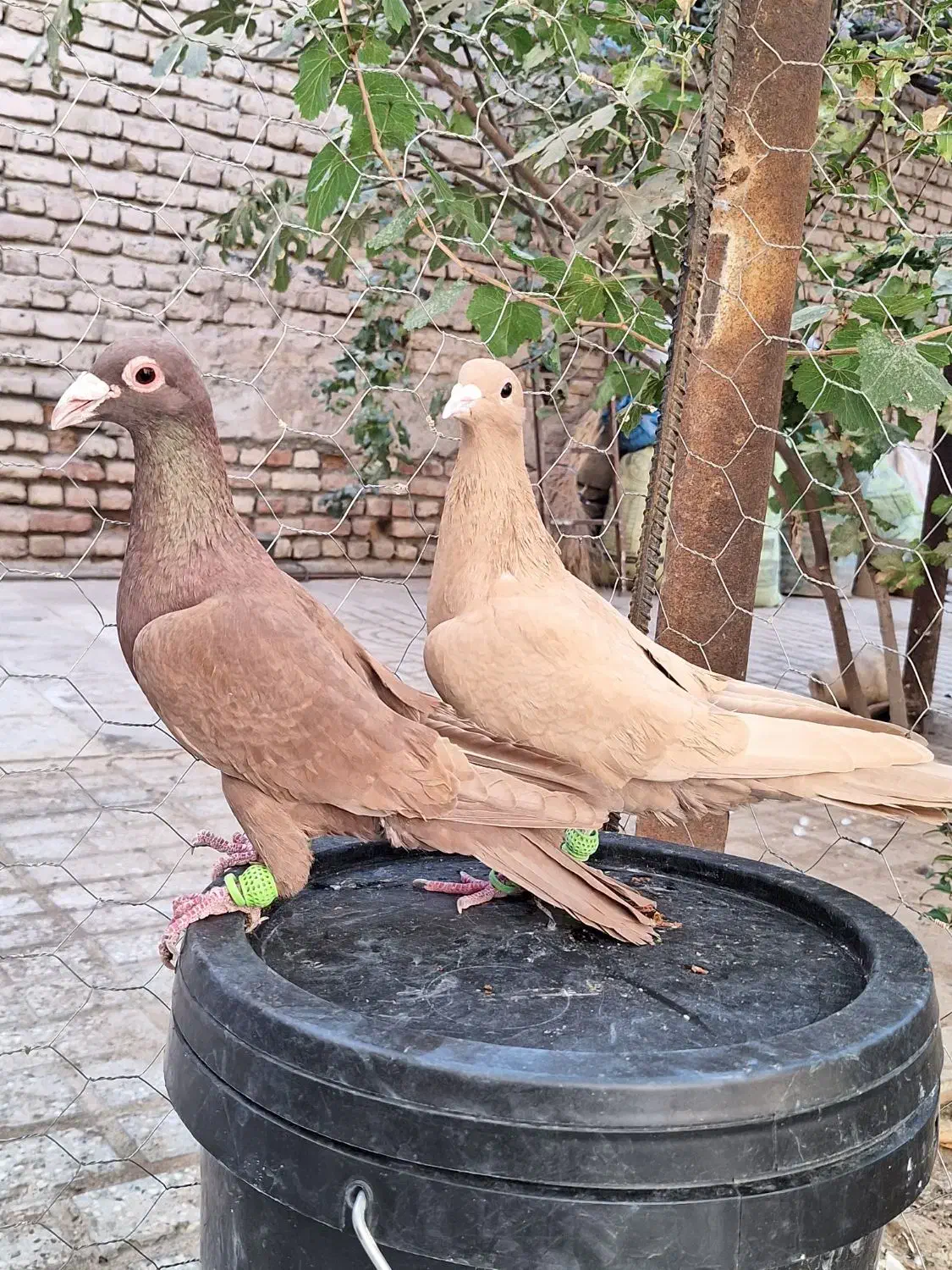 کفتر کبوتر سرخ کرمانی زرد کرمانی|پرنده|مه ولات, |دیوار