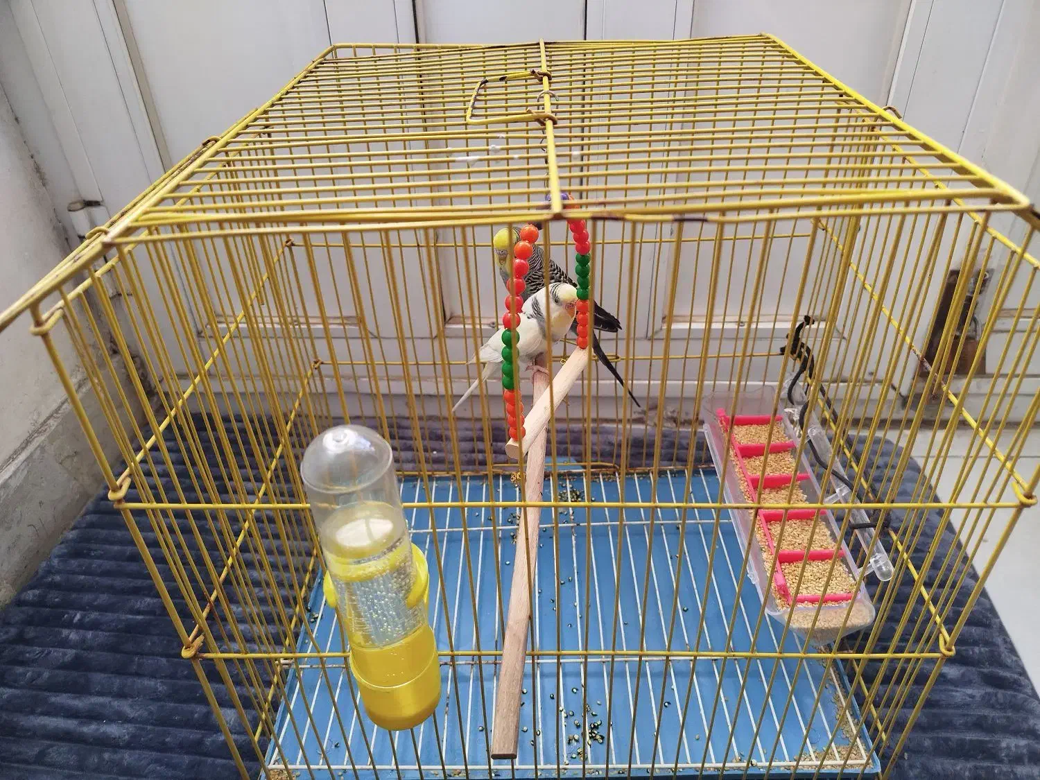 یک جفت|پرنده|ایلام, |دیوار