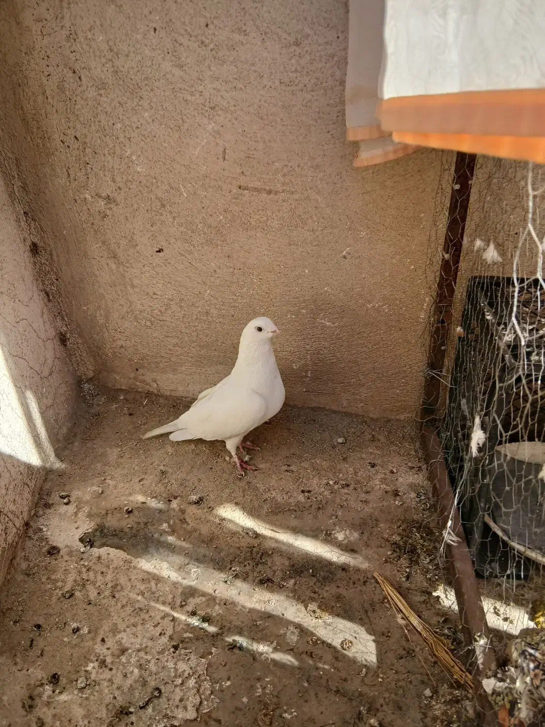 یک جفت کفتر خوب|پرنده|بومهن, |دیوار