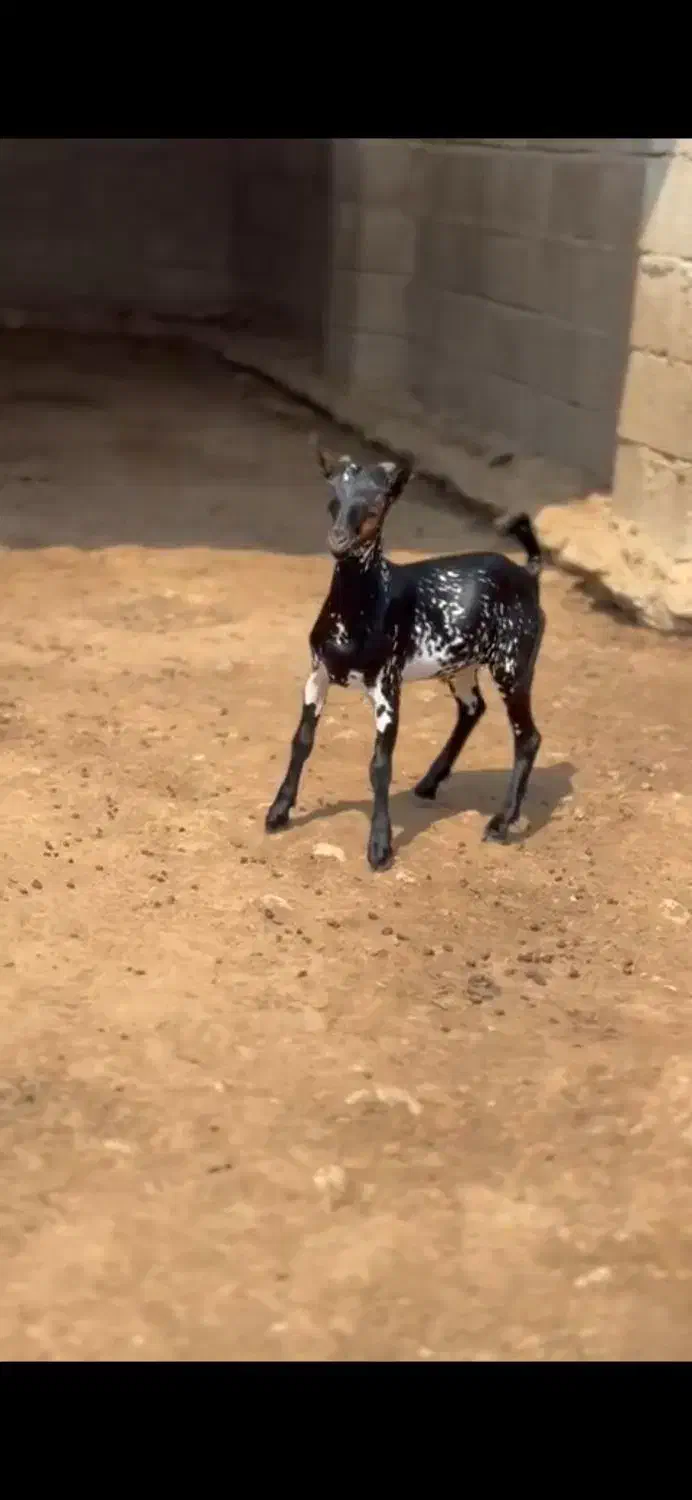 عمانی|حیوانات مزرعه|بوکان, |دیوار