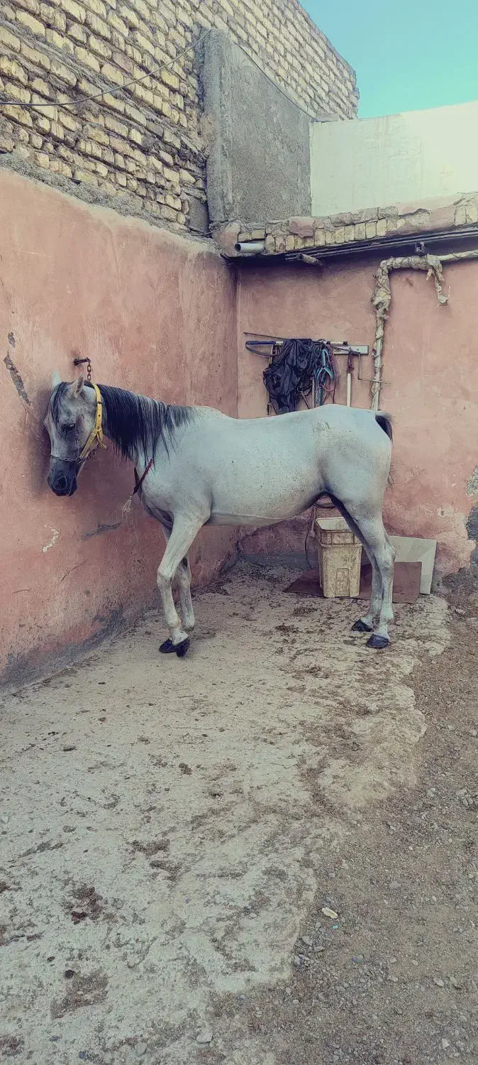 مادی یون عرب ترک|اسب و تجهیزات اسبسواری|اصفهان, عطار نیشابوری|دیوار