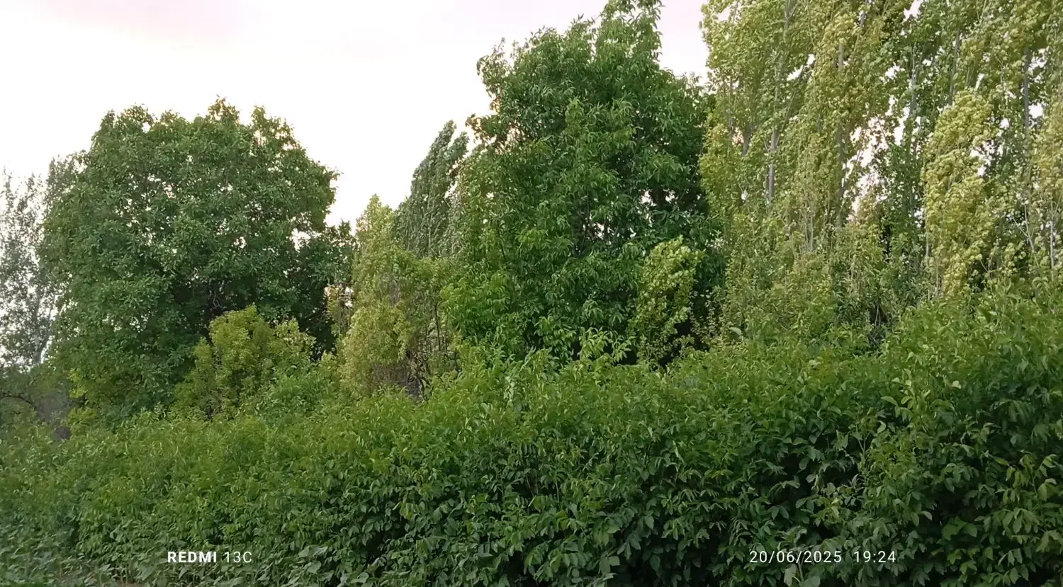 گردو محلی|حراج|فیرورق, |دیوار