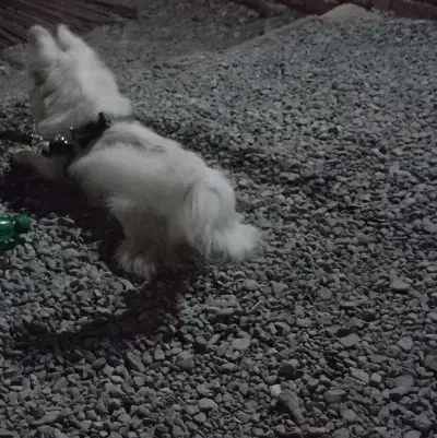 بهترین سگ پشمالو|سگ|کهنوج, |دیوار