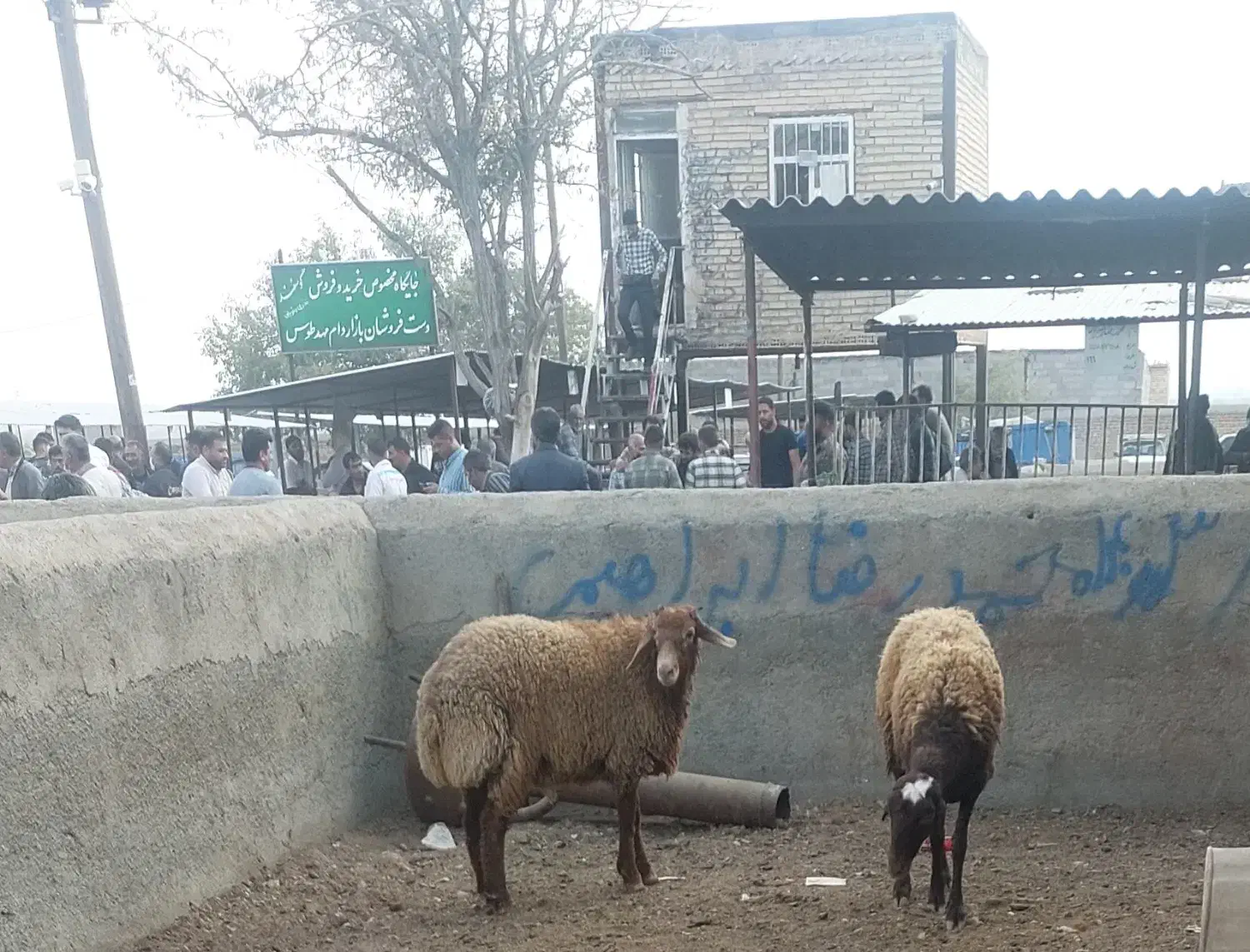 گوسفند زنده تامین گوشت|حیوانات مزرعه|مشهد, شهید بهشتی|دیوار
