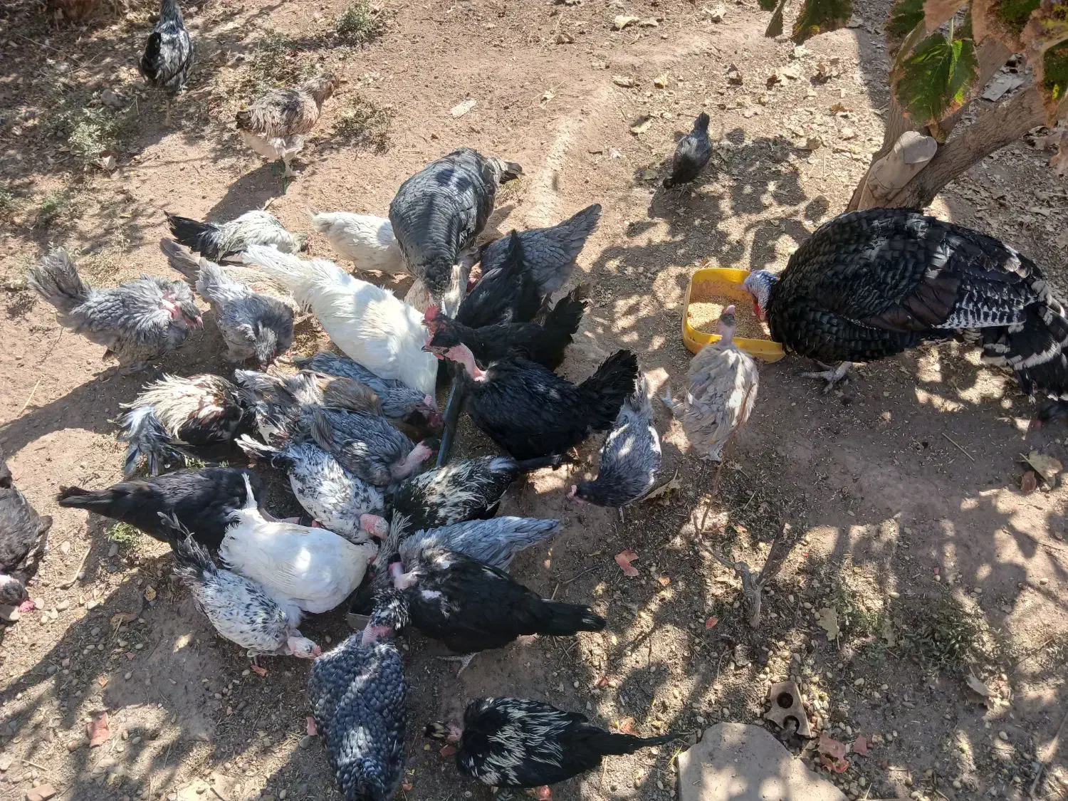 مرغ و خروس محلی|حیوانات مزرعه|رفسنجان, |دیوار