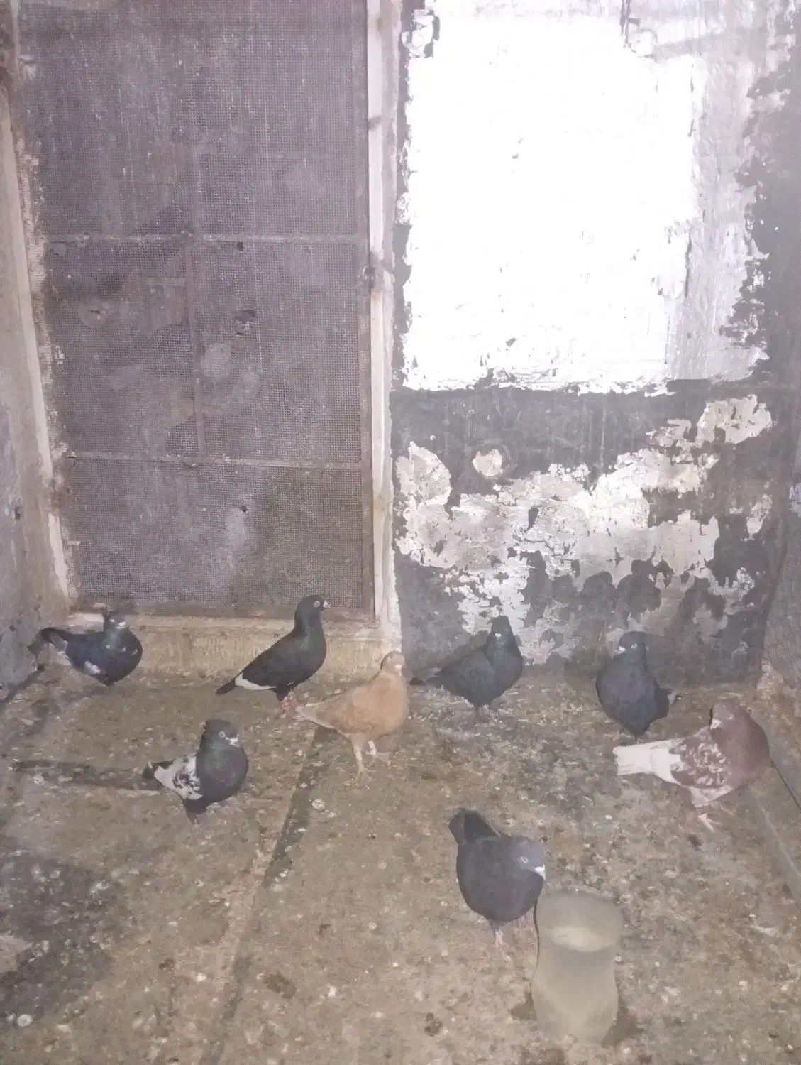 فروش تعداد کفتر بهبهانی|پرنده|مرودشت, ابوذر شمالی|دیوار