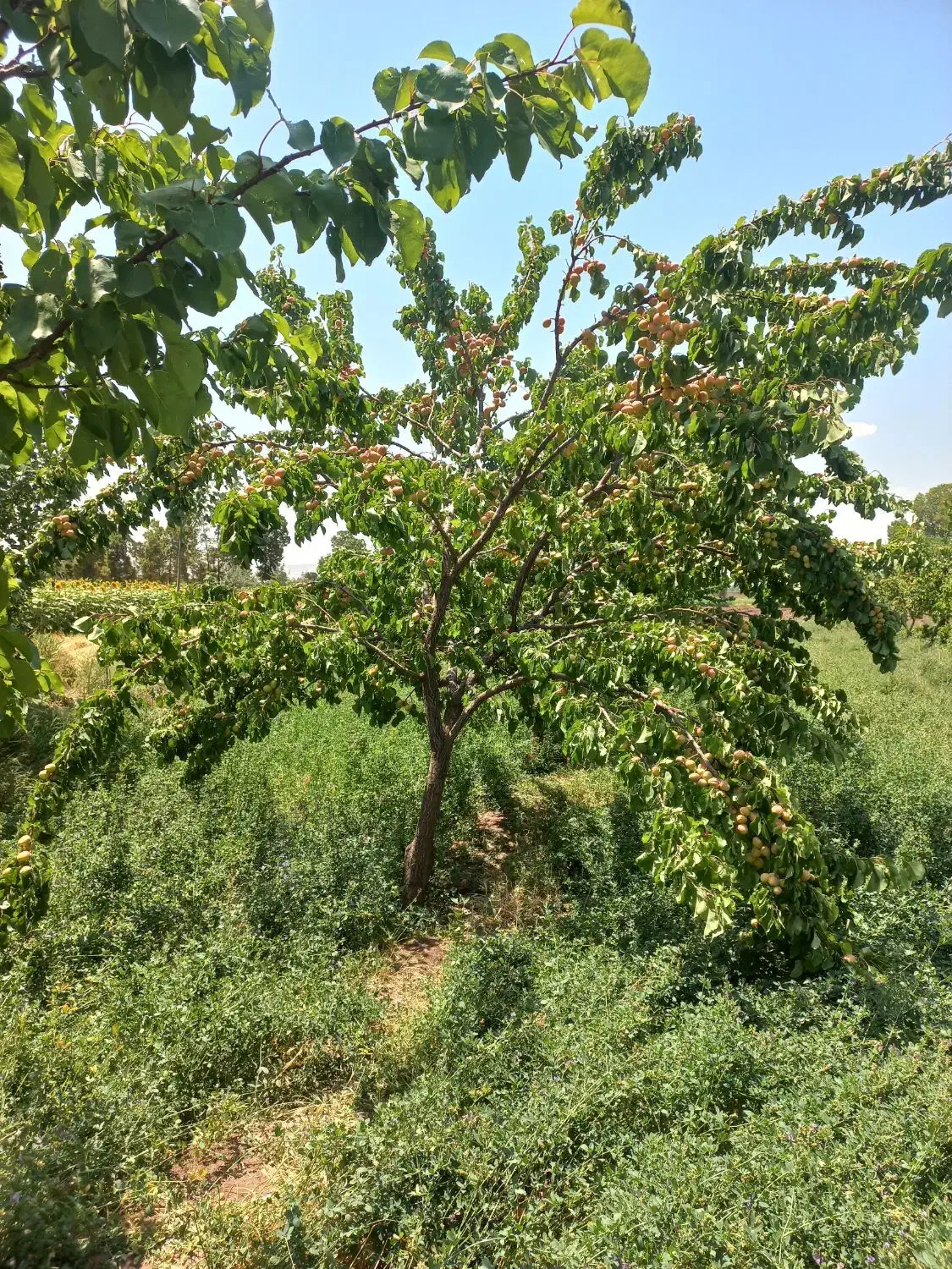 باغ 1000متری باآب دینام معاوضه فقط باخانه در شهرک|فروش دفتر صنعتی، کشاورزی، تجاری|خوی, |دیوار