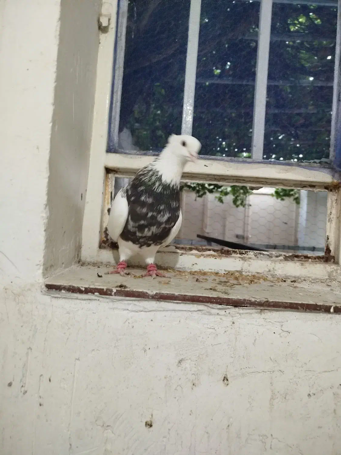 طوقی نقد و معاوضه با عروس هلندی|پرنده|یاسوج, |دیوار