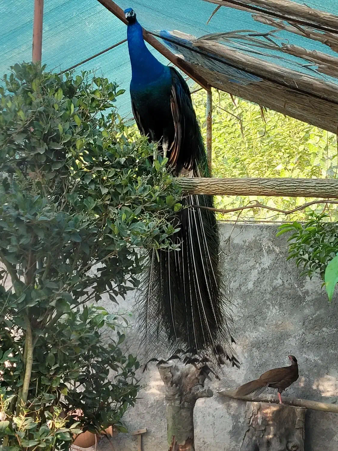 طاووس هندی ومصری|پرنده|محمودآباد, |دیوار