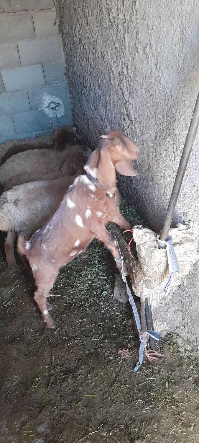 بزغاله اصل عراقی|حیوانات مزرعه|اهر, |دیوار