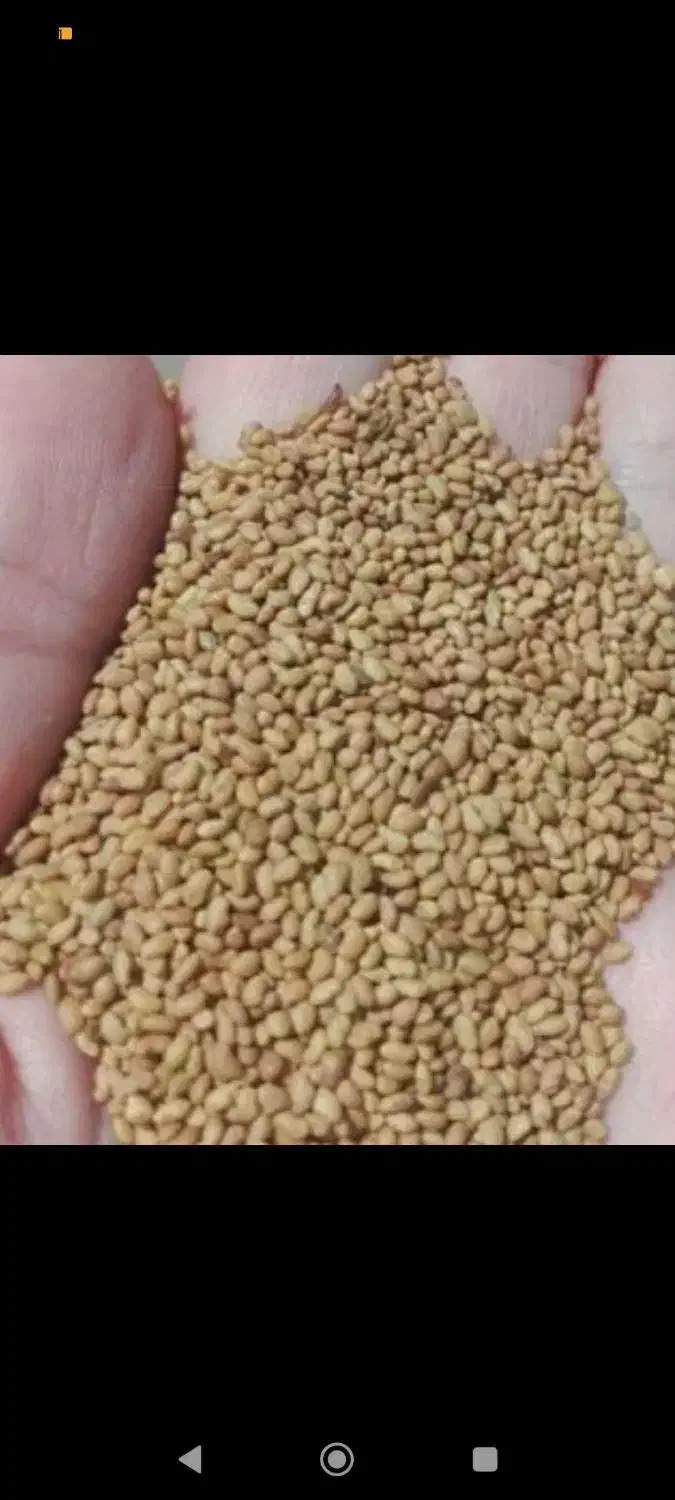 بذر یونجه|گل و گیاه طبیعی|گناباد, |دیوار