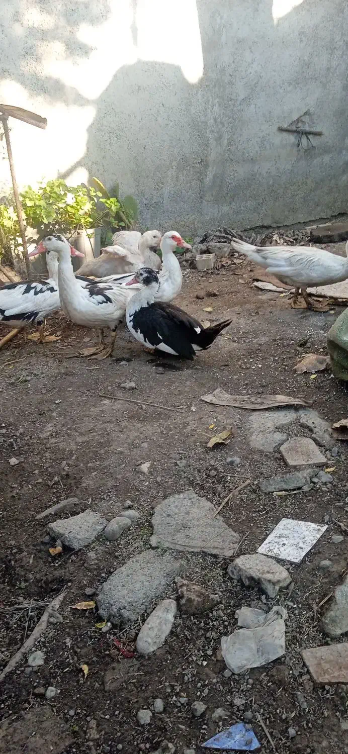 اردک اسرائیلی|حیوانات مزرعه|مزرعه کتول, |دیوار