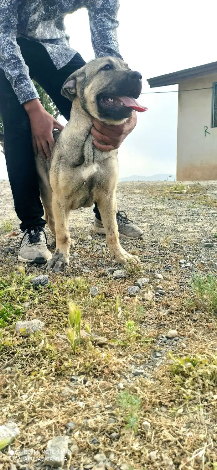 سگ پژدر|سگ|لالجین, |دیوار