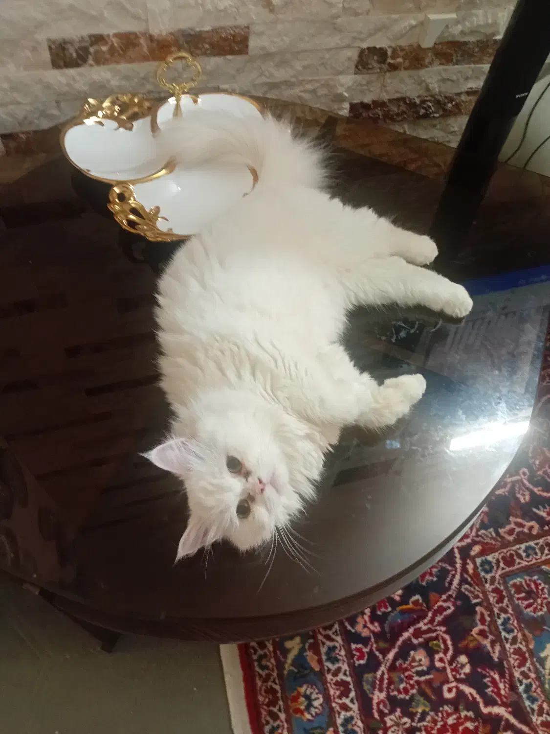 گربه پرشین اصیل|گربه|تهران, کیانشهر|دیوار