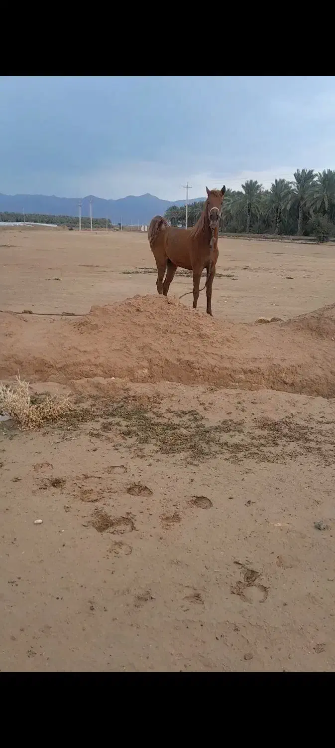 مادیان|حیوانات مزرعه|وحدتیه, |دیوار