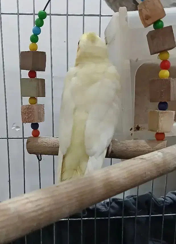 طوطی عروس هلندی ماده|پرنده|رشت, رودباری|دیوار