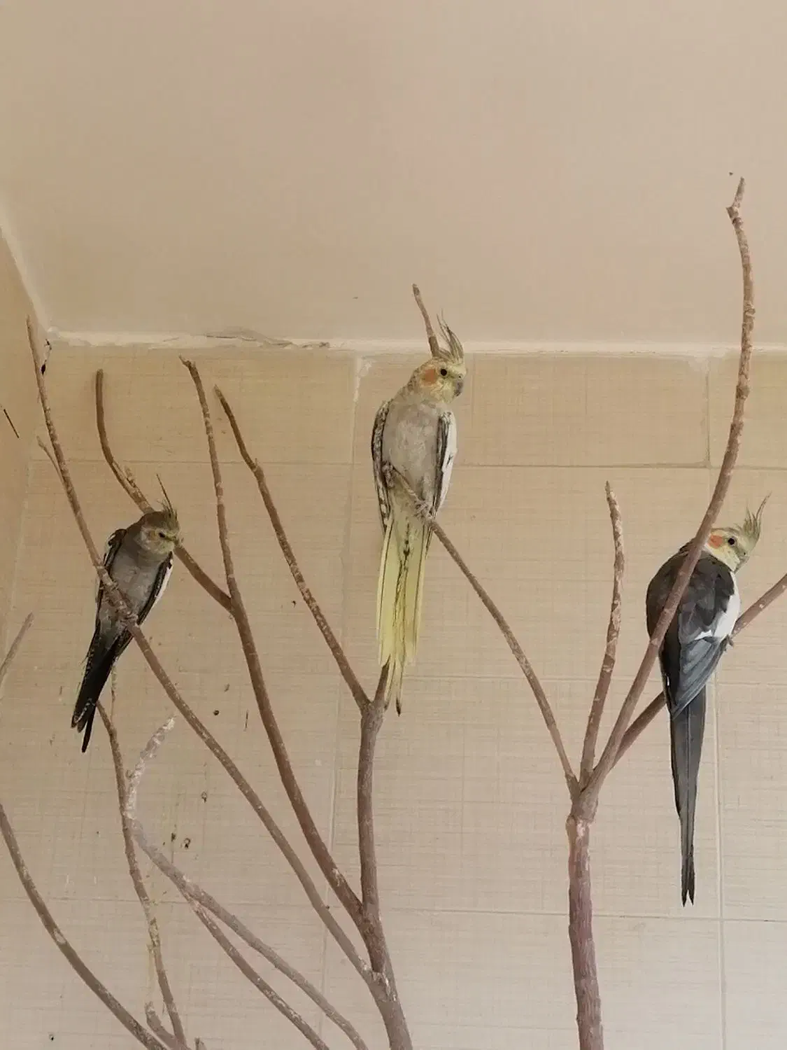 عروس هلندی نروماده تخم گذار|پرنده|آباده, |دیوار