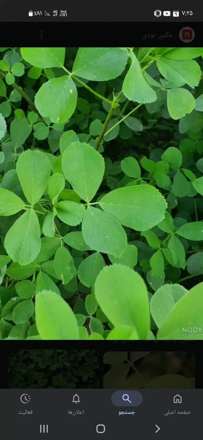 یونجه کاه یونجه|لوازم جانبی حیوانات|بروجرد, |دیوار