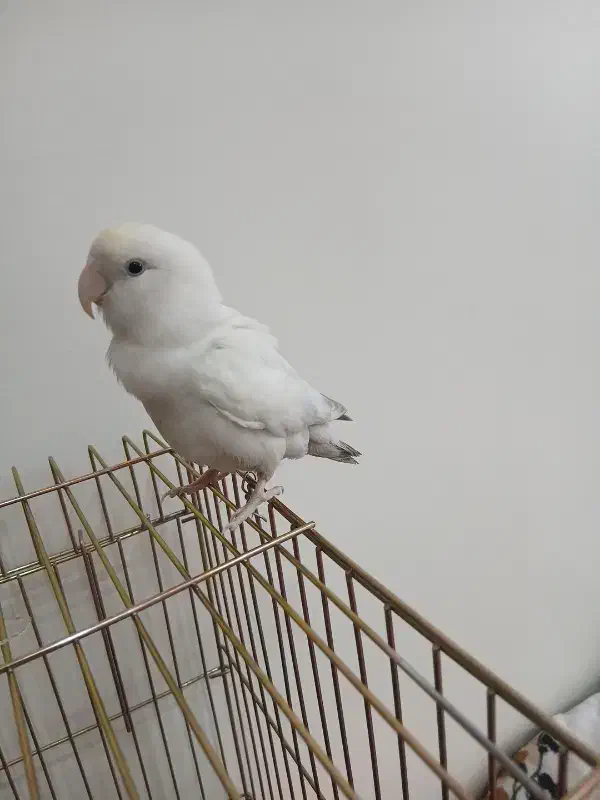 برزیلی|پرنده|تهران, مسعودیه|دیوار