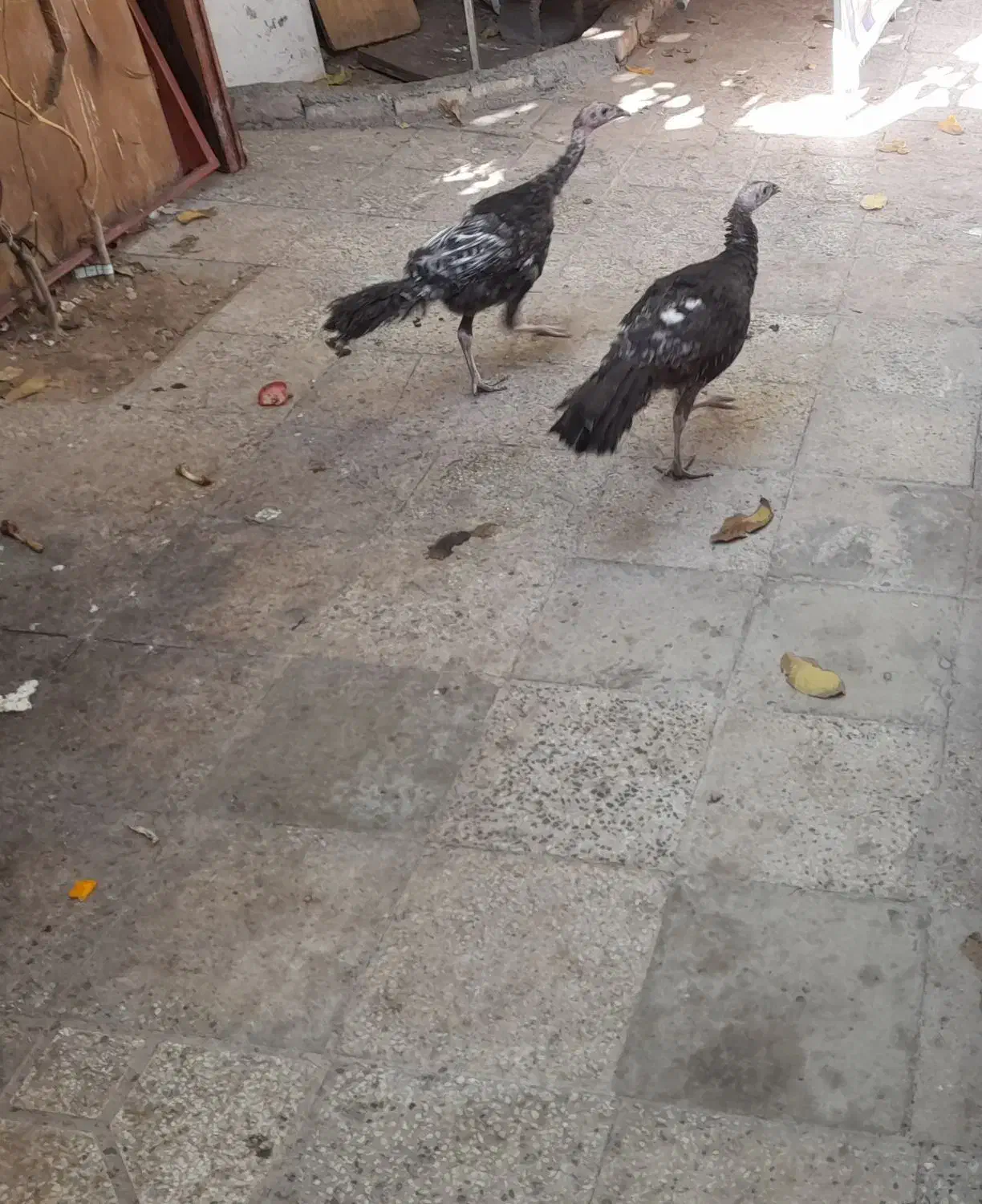 بوقلمون|حیوانات مزرعه|یاسوج, |دیوار