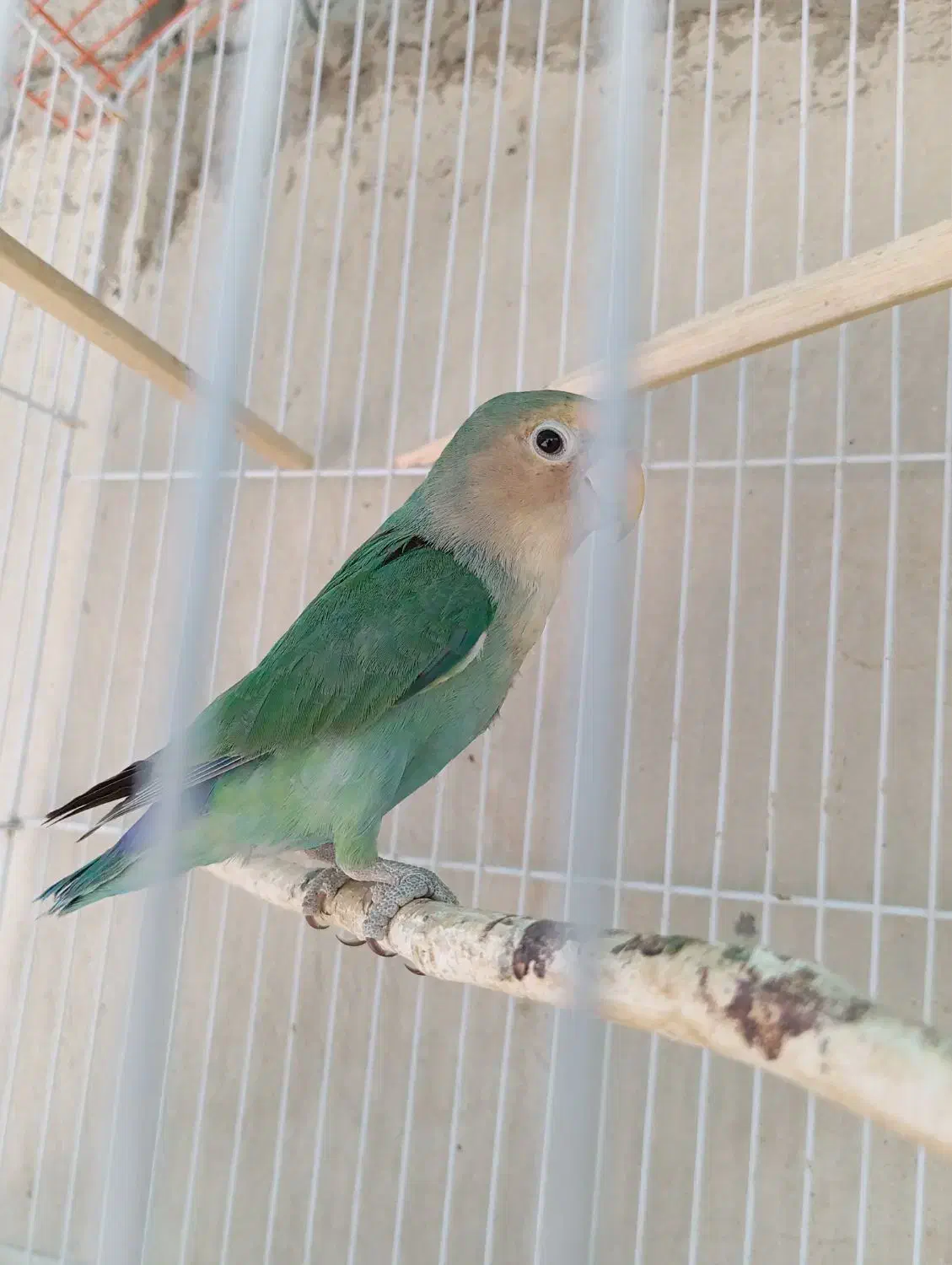 کوتوله|پرنده|سراوان, |دیوار