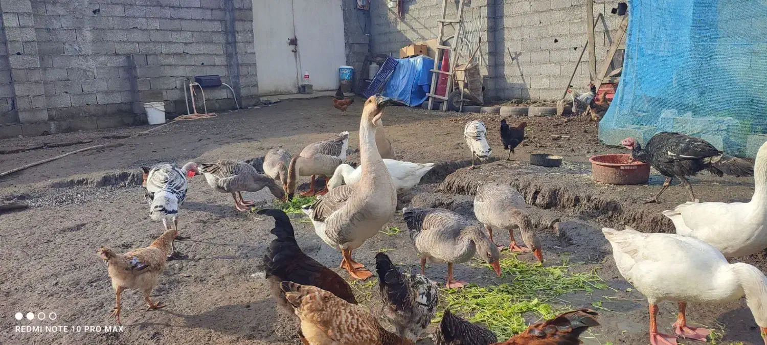 بغلمون و غاز و غو غاز|حیوانات مزرعه|رشت, آتشگاه|دیوار