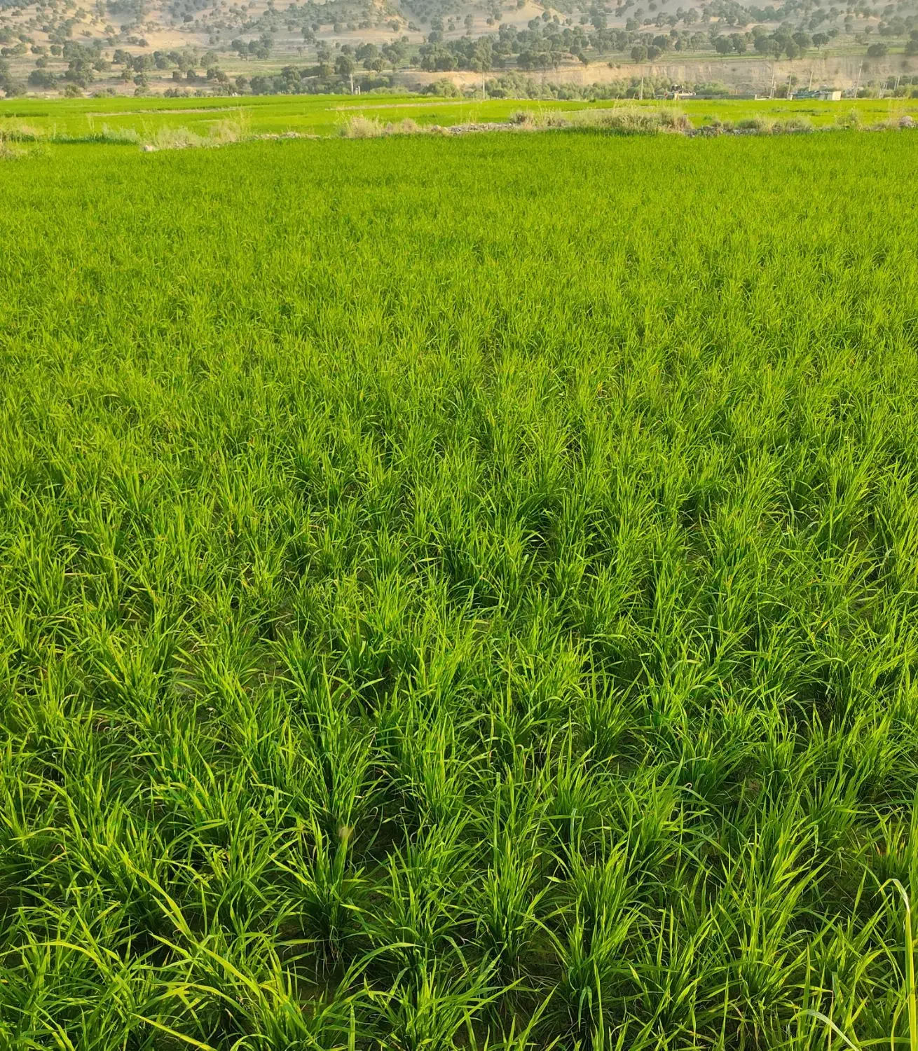 یک قطعه زمین کشاورزی به متراژ ۲۲۰۰ متر مربع|فروش دفتر صنعتی، کشاورزی، تجاری|سی‌سخت, |دیوار