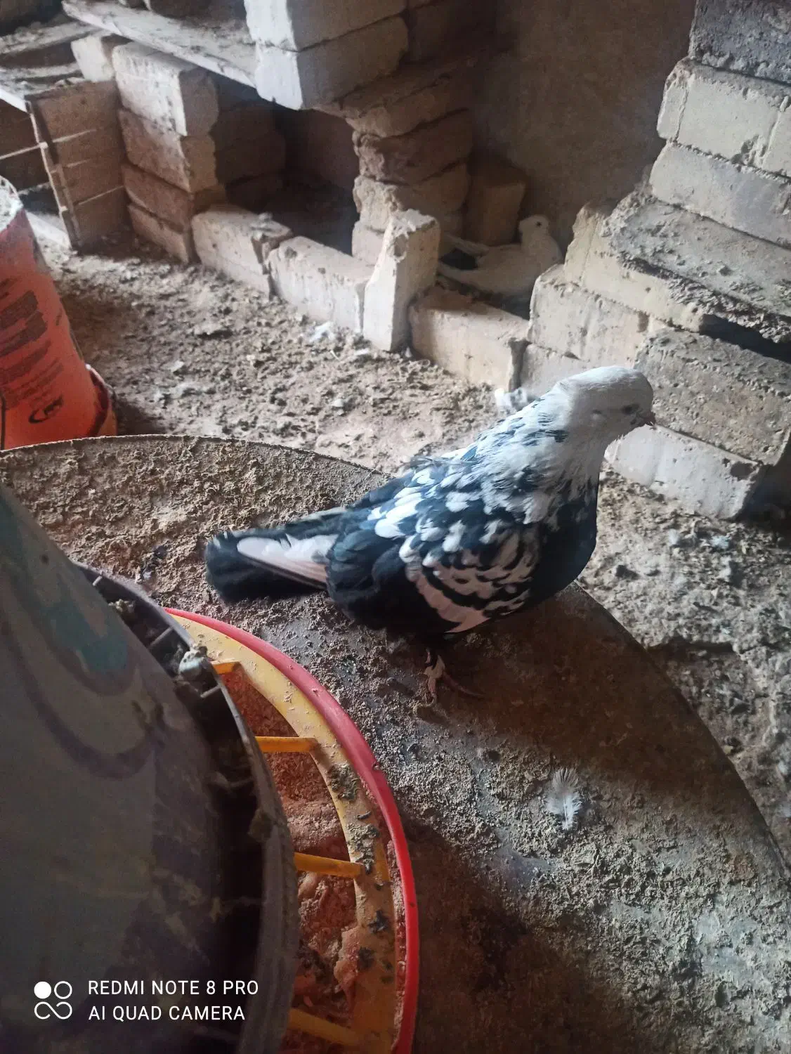 کبوتر|حیوانات|ساوه, |دیوار