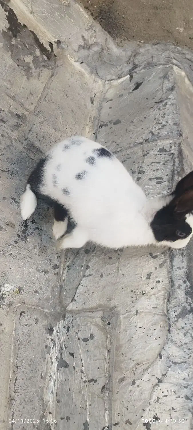 خرگوش|موش و خرگوش|ورامین, ورامین|دیوار