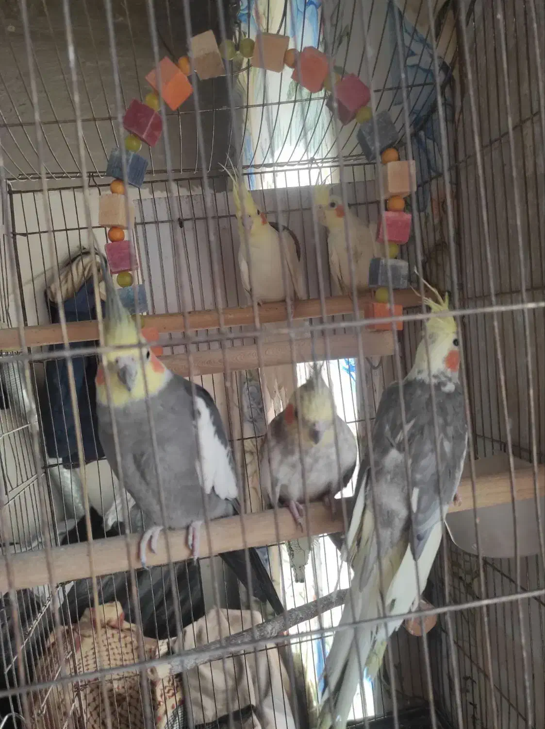 فروش عروس طوطی برزیلی عروس دست اموزم دارم وحشی هم|پرنده|نقده, |دیوار