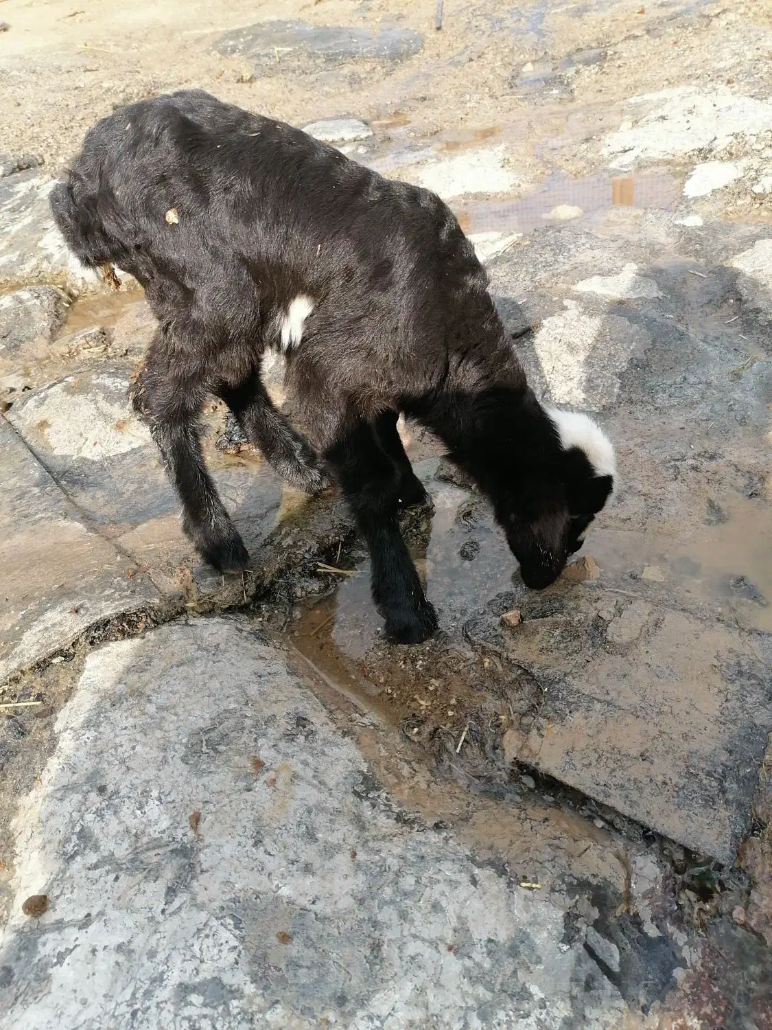 بره شیرخوار|حیوانات مزرعه|ایوان, |دیوار