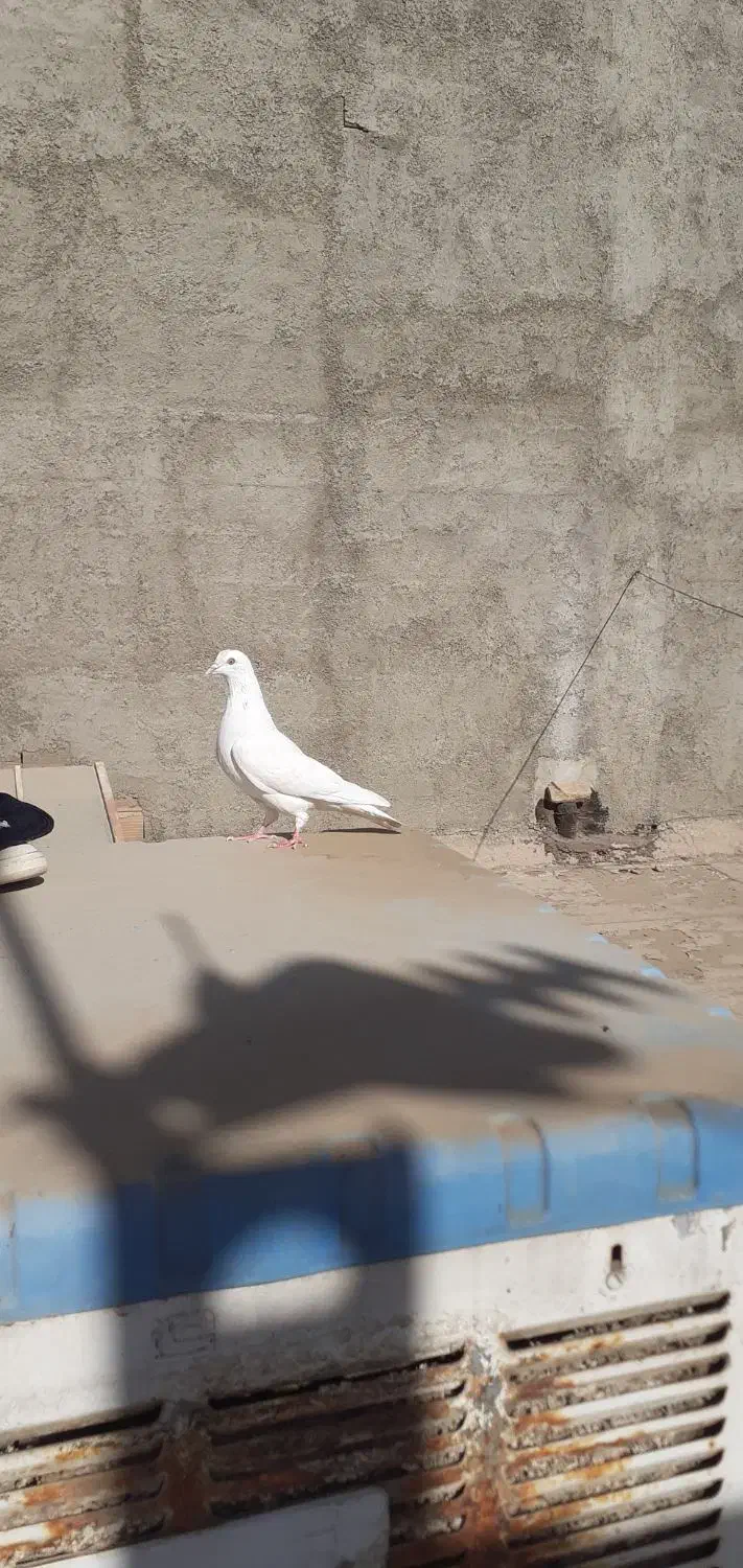 کبوتر باخت رفته|پرنده|آبیک, |دیوار