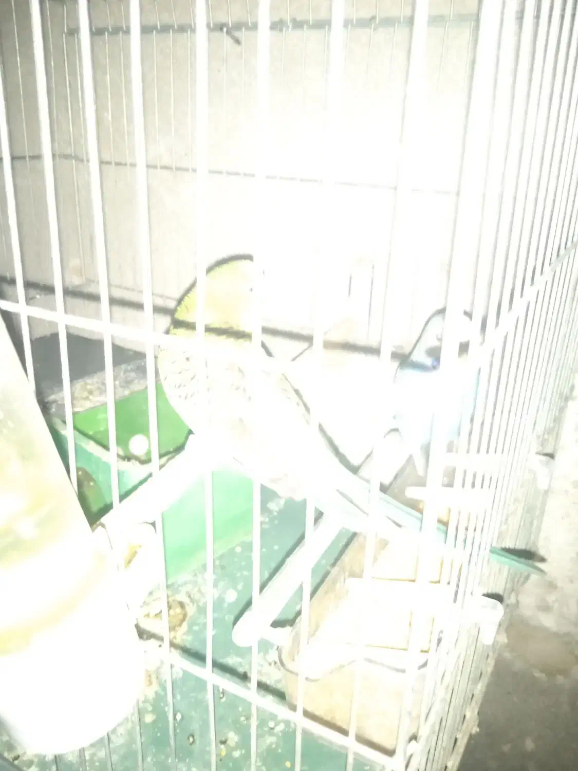 مرغ عشق بالغ|پرنده|شیراز, کوشک میدان|دیوار