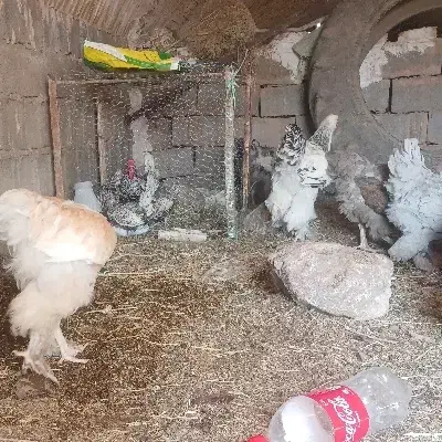 سه عدد خروس سیبرایت و یک خروس برهما|حیوانات مزرعه|فردوس (خراسان), |دیوار