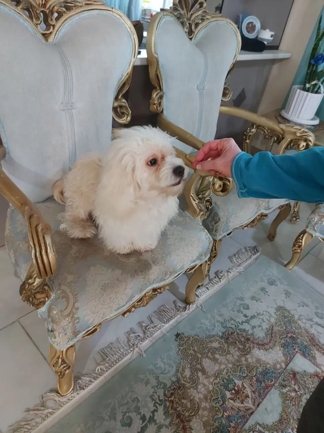 واگذاری آقا آرچی|سگ|رشت, احمد گوراب|دیوار