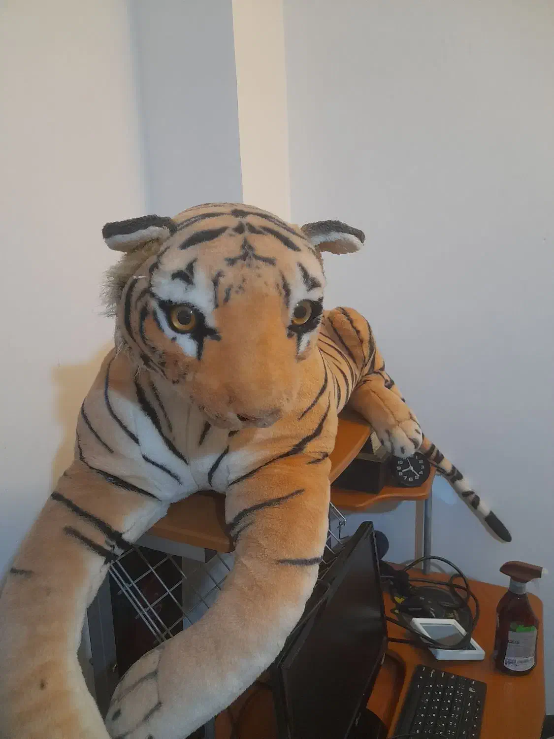 عروسک و فرش اتاق کودک سالم|اسباب و اثاث بچه|رشت, استادسرا|دیوار