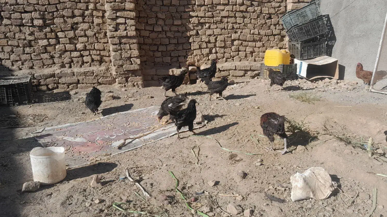 جوجه (تخچه)|حیوانات مزرعه|نیشابور, ده حلاج|دیوار