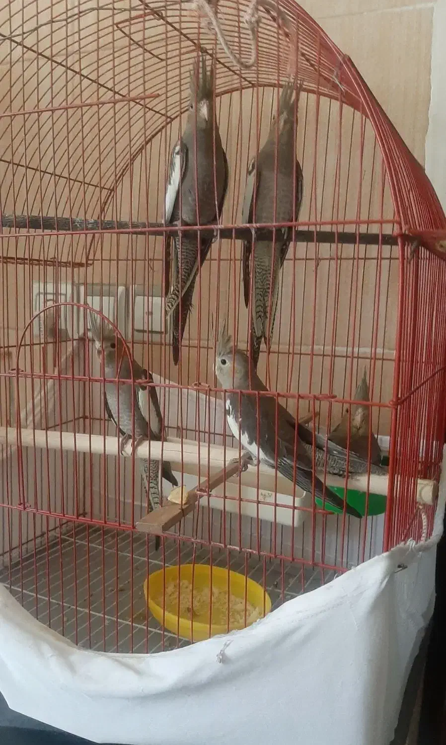 ۷۰ روزه عروس هلندی|پرنده|سمنان, |دیوار