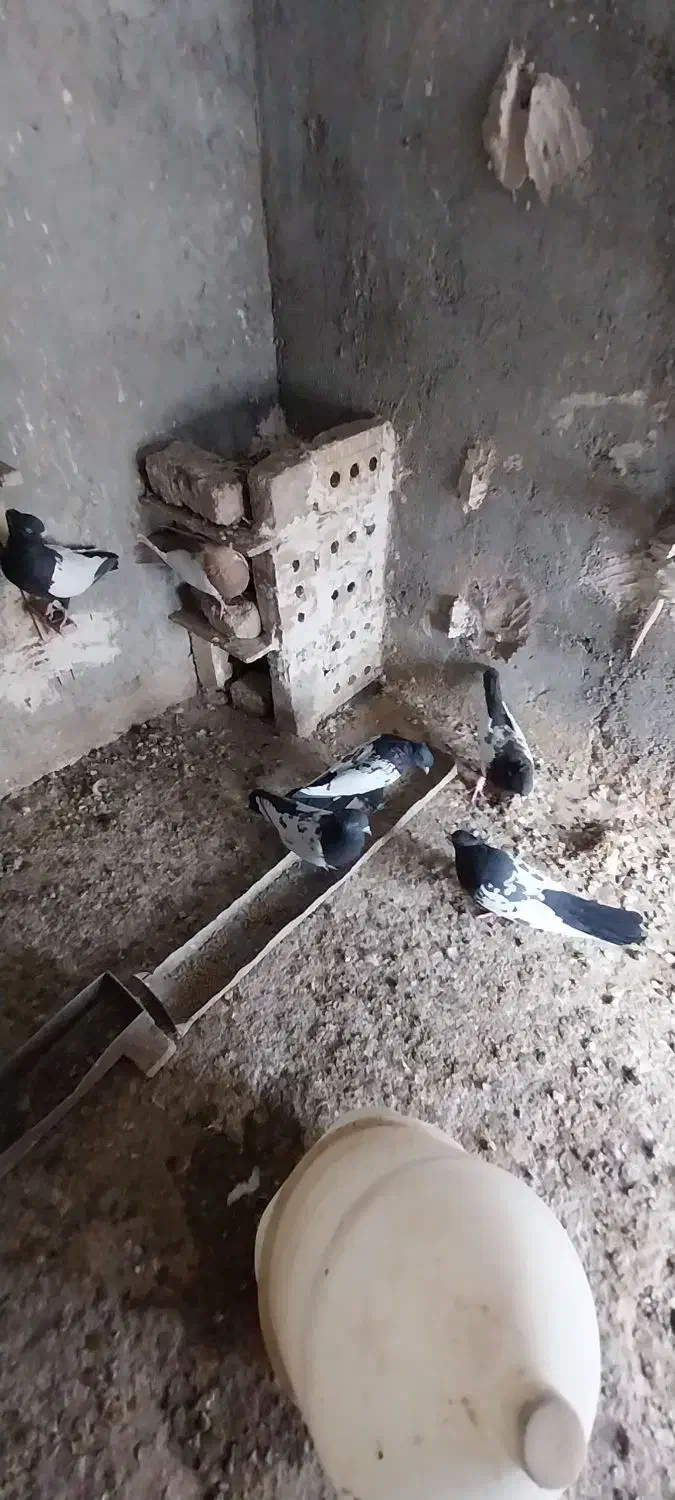 ۶ عدد کبوتر سینه نر|پرنده|رشتخوار, |دیوار