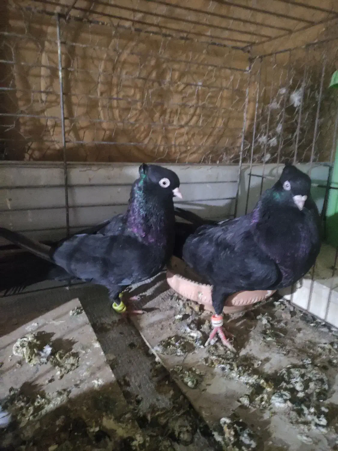 کبوتر ذاغ سیاه نرو ماده|پرنده|شیراز, جانبازان|دیوار