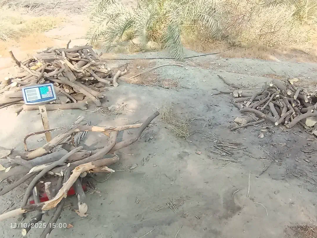 خرید باغ چوب پرتغال لیمو لیموشیرین انار کالیپتوس|خدمات باغبانی و درختکاری|کهنوج, |دیوار