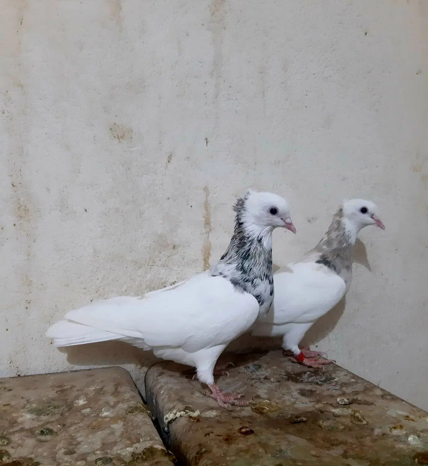 جفت نروماده طوق سرور بی عیب هفت رنگ|پرنده|ششده و قره بلاغ, |دیوار